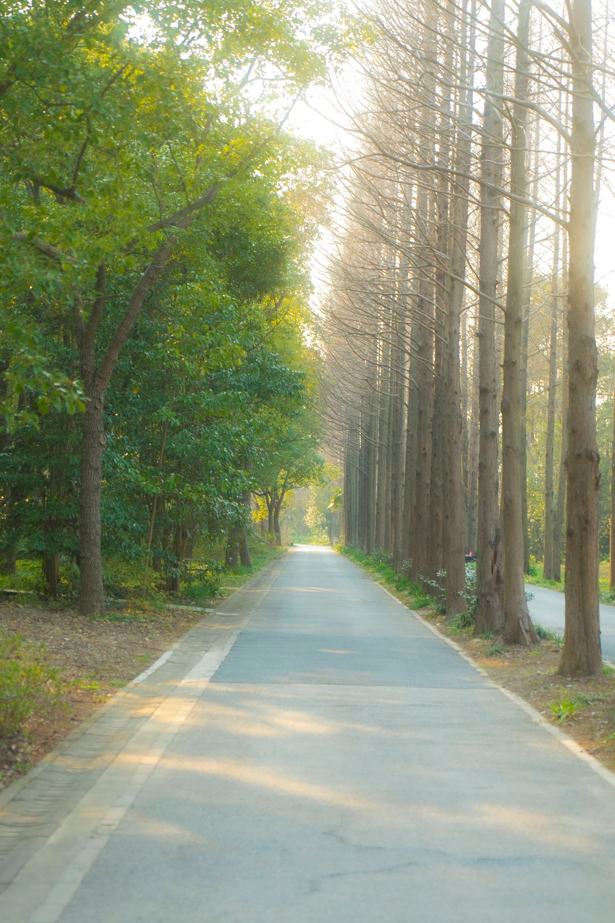木漏れ日の差す並木道